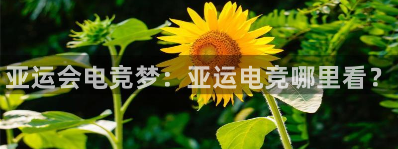 米兰电竞体育：亚运会电竞梦：亚运电竞哪里看？